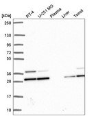 Anti-PGAM1 antibody produced in rabbit Prestige Antibodies® Powered by Atlas Antibodies, affinity isolated antibody