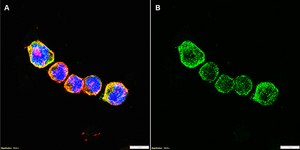 Anti-HLA-A Antibody, clone 2K7 ZooMAb® Rabbit Monoclonal recombinant, expressed in HEK 293 cells