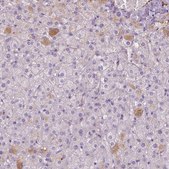 Anti-APOA4 antibody produced in rabbit Prestige Antibodies® Powered by Atlas Antibodies, affinity isolated antibody, buffered aqueous glycerol solution