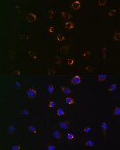Anti-VDAC1 antibody produced in rabbit