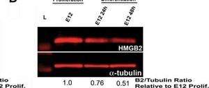 抗微管蛋白抗体，βIII亚型，计算机X线体层，克隆TU-20（类似于TUJ1） ascites fluid, clone TU-20 (Similar to TUJ1), Chemicon®