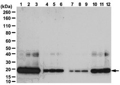 Anti-Bax (NT) Antibody from rabbit