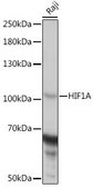 Anti-HIF1A antibody produced in rabbit