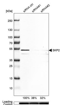 Anti-SKP2 antibody produced in rabbit Prestige Antibodies® Powered by Atlas Antibodies, affinity isolated antibody, buffered aqueous glycerol solution