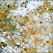 Anti-phospho-CDC25B (pSer323) antibody produced in rabbit affinity isolated antibody