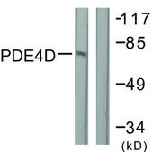 Anti-PDE4D antibody produced in rabbit affinity isolated antibody