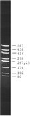 pUC18 DNA Hae III Digest for DNA electrophoresis