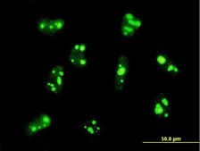 Monoclonal Anti-PER2 antibody produced in mouse clone 5C10, purified immunoglobulin, buffered aqueous solution