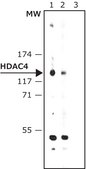 Anti-Histone Deacetylase 4 (HDAC4) (DM-15) antibody produced in rabbit affinity isolated antibody, buffered aqueous solution