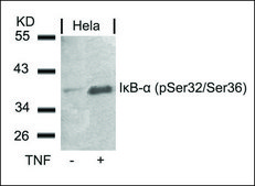 Anti-phospho-NFKBIA (pSer32/pSer36) antibody produced in rabbit affinity isolated antibody