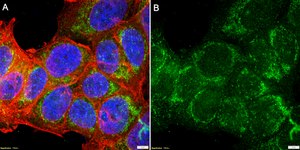 Anti-pan-Amylase Antibody, clone 3K13 ZooMAb® Rabbit Monoclonal recombinant, expressed in HEK 293 cells