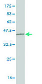 Monoclonal Anti-RNF168 antibody produced in mouse clone 3E1, purified immunoglobulin, buffered aqueous solution