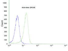 抗β-肌动蛋白抗体，兔单克隆 recombinant, expressed in proprietary host, clone SP124, affinity isolated antibody