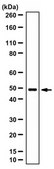 Anti-Corticotropin-Releasing Factor Receptor 2 Antibody 1.0 mg/mL, from rabbit