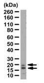 Anti-NSG1 Antibody from rabbit, purified by affinity chromatography