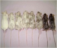 RESGRO Culture Medium, 250ml The RESGRO Culture Medium is a specialty media that can be utilized to complement traditional murine Embryonic Stem (ES) cell culture media containing ESGRO murine LIF medium supplement.