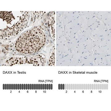 抗-DAXX 兔抗 Prestige Antibodies® Powered by Atlas Antibodies, affinity isolated antibody, buffered aqueous glycerol solution