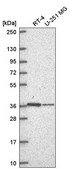 Anti-NDUFA9 antibody produced in rabbit Prestige Antibodies® Powered by Atlas Antibodies, affinity isolated antibody