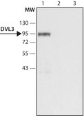 Anti-DVL3 (C-terminal region) antibody produced in rabbit ~1.5 mg/mL, affinity isolated antibody, buffered aqueous solution