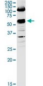Anti-SLC3A2 antibody produced in rabbit IgG fraction of antiserum, buffered aqueous solution