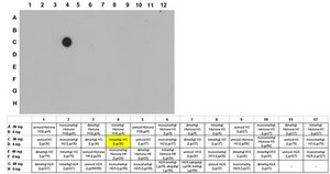 Anti-trimethyl-Histone H3 (Lys36) Antibody from rabbit, purified by affinity chromatography