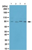 Anti-SUN2 Antibody from rabbit, purified by affinity chromatography