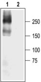 Anti-Sodium Channel NaV1.5 antibody produced in rabbit affinity isolated antibody, lyophilized powder