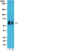 Anti-RUNX2 Antibody, clone AS110 clone AS110, from mouse