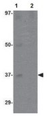 Anti-EBI3 Antibody from rabbit, purified by affinity chromatography