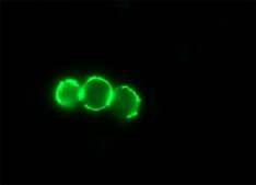 抗小鼠IgG（Fc特异性）–FITC 山羊抗 affinity isolated antibody, buffered aqueous solution
