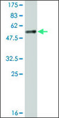 Monoclonal Anti-YWHAB antibody produced in mouse clone 1F11, ascites fluid