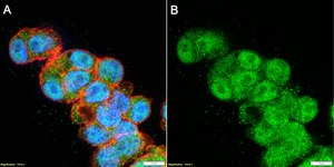 Anti-KDM2B/FBXL10 Antibody, clone 2F12 ZooMAb® Rabbit Monoclonal recombinant, expressed in HEK 293 cells