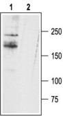 抗-钠离子通道 NaV1.9 兔抗 affinity isolated antibody, lyophilized powder