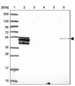 Anti-PLD4 antibody produced in rabbit Prestige Antibodies® Powered by Atlas Antibodies, affinity isolated antibody, buffered aqueous glycerol solution