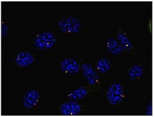 Monoclonal Anti-gammaTubulin antibody produced in mouse clone TU-30
