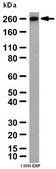 Anti-Pericentrin Antibody from rabbit, purified by affinity chromatography