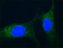 Monoclonal Anti-Connexin-43 antibody produced in mouse clone CXN-6, ascites fluid