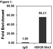 ChIPAb+ Trimethyl-Histone H3 (Lys36) - ChIP Validated Antibody and Primer Set, rabbit monoclonal from rabbit