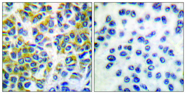 Anti-SHP-1 antibody produced in rabbit affinity isolated antibody