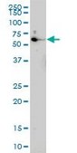 Monoclonal Anti-EOMES antibody produced in mouse clone 2D3, purified immunoglobulin, buffered aqueous solution