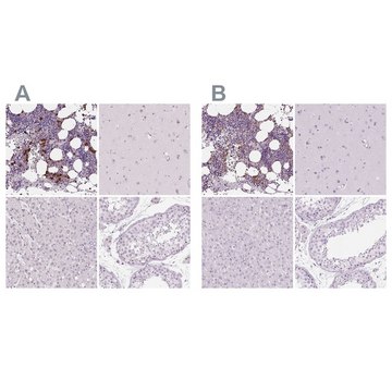 Anti-MPO antibody produced in rabbit Prestige Antibodies® Powered by Atlas Antibodies, affinity isolated antibody, buffered aqueous glycerol solution