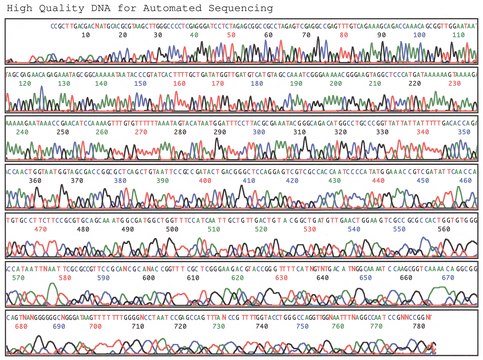 GenElute™ HP Plasmid Maxiprep Kit sufficient for 10 purifications