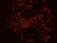 Porphyromonas gingivalis FISH probe - Cy3 Probe for fluorescence in situ hybridization (FISH),20 μM in water