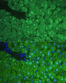 Anti-ARG1/Arginase 1 antibody produced in rabbit