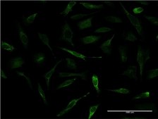 Monoclonal Anti-APOA2 antibody produced in mouse clone 1H6, purified immunoglobulin, buffered aqueous solution