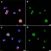 Anti-IL-5 Antibody, clone 1B20 ZooMAb® Rabbit Monoclonal recombinant, expressed in HEK 293 cells