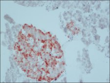 Anti-Nitric Oxide Synthase, Inducible antibody, Mouse monoclonal clone NOS-IN, purified from hybridoma cell culture