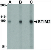 Anti-STIM2 (ab2) antibody produced in rabbit affinity isolated antibody, buffered aqueous solution