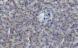 Anti-MRP2 Antibody, clone 1B2 ZooMAb® Rabbit Monoclonal recombinant, expressed in HEK 293 cells