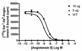 ChemiSCREEN Human Angiotensin II Receptor, Type I Membrane Preparation Human AT1 GPCR membrane preparation for Radioligand binding Assays &amp; GTPγS binding.
